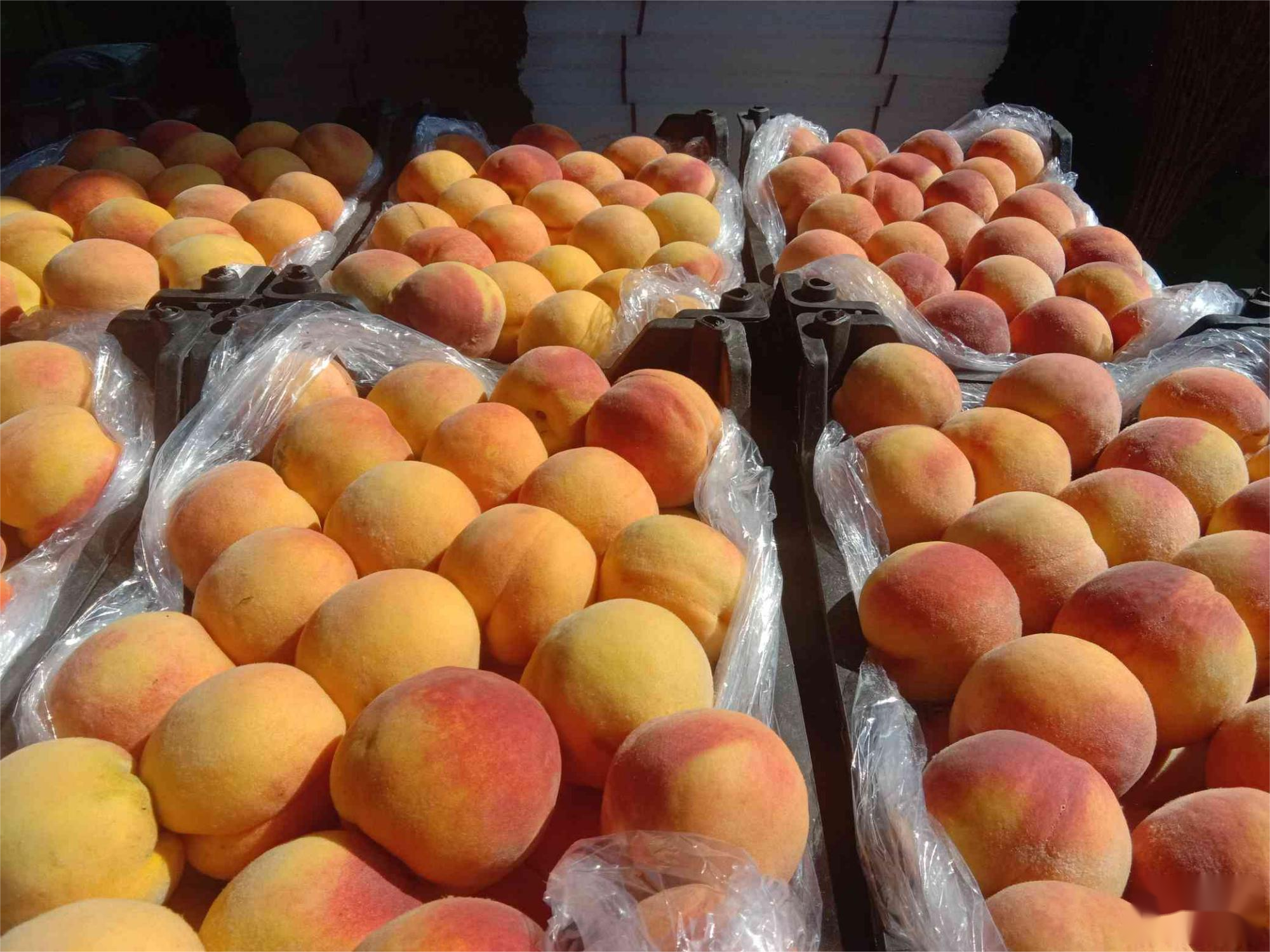 Refrigerated Warehouses Cold Room for peach